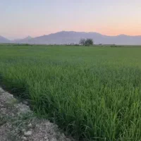 برنج طارم عطری دورود