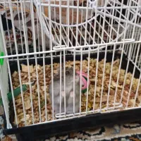 همستر نژاد دار همراه با وسایل