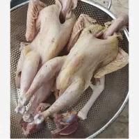 مرغ وخروس وبوقلمون محلی،تمیزوپاک شده|حیوانات مزرعه|رشت, بازار|دیوار