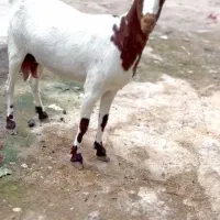 بز های|حیوانات مزرعه|خنج, |دیوار