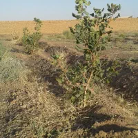 فروش با تهاتر|فروش دفتر صنعتی، کشاورزی، تجاری|جوین, |دیوار