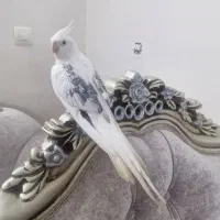 عروس هلندی مولد|پرنده|رشت, استقامت ۲|دیوار