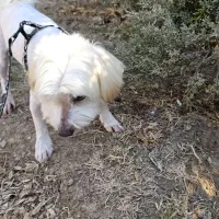 سگ شیتزو سه ساله