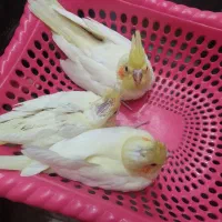 جوجه عروس هلندی لوتینو|پرنده|رامهرمز, |دیوار