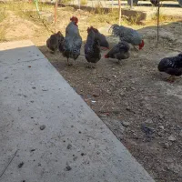 مرغ و خروس پیلموت راک