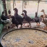 جوجه ۴۰روزه محلی