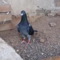 کفتر  المانی پلاکی مسافتی