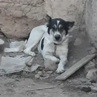 سگ لاس قدرجونی شکم پر فی مناسب|سگ|خمینیشهر, |دیوار