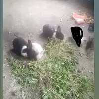 خرگوش