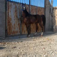 اسب نریان|اسب و تجهیزات اسبسواری|اراک, |دیوار