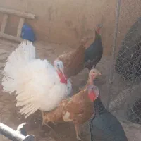 بقلمون|حیوانات مزرعه|تاکستان, |دیوار