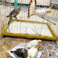 عروس هلندی