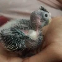 جوجه عروس هلندی