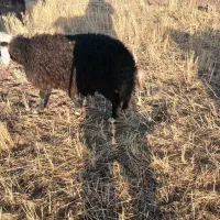 کاور نر گوشتی|حیوانات مزرعه|دهگلان, |دیوار