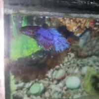 ماهی|ماهی|اسدآباد, |دیوار