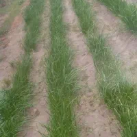 پیاز مینروا تضمینی