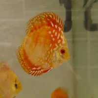 دیسکس درجه یک و حرفه ای|ماهی|کرج, گلشهر|دیوار