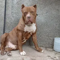 نر پیتبول‌تریر بالغ20ماهه|سگ|تهران, فرودگاه مهرآباد|دیوار
