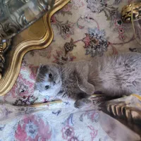 گربه اسکاتیش نر