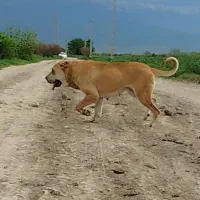 واگذاری،ماده پژدر