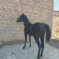 کری سام