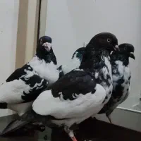 پلنگ افغانی|حیوانات|مشهد, کوی المهدی|دیوار