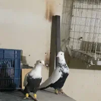 دمبی و سینه ای