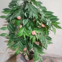 درختچه ۸۵۰ تومن|گل مصنوعی|دزفول, |دیوار