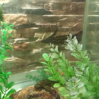 ماهی کت چوبی