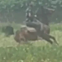 سیلمی کورد|اسب و تجهیزات اسب‌سواری|کرمانشاه, |دیوار