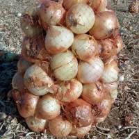 پیاز زرد خوش رنگ|خوردنی و آشامیدنی|داران, |دیوار