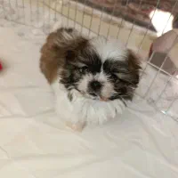 سگ پودل مالتیز مینیاتوری