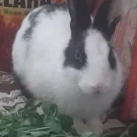 خرگوش