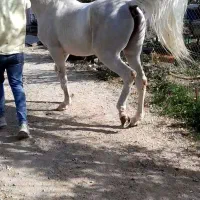 اسب سیلمی زیبا|اسب و تجهیزات اسب‌سواری|اردبیل, |دیوار