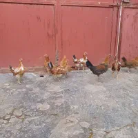 مرغ|حیوانات مزرعه|دهگلان, |دیوار