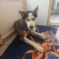 سک نر نژاد هاسکی