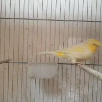 قناری|پرنده|قم, باسکول|دیوار