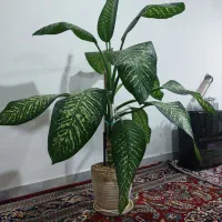 گل طبیعی دیفن باخیا شاداب