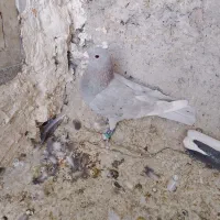کبوتر گرفتنی