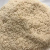 برنج طارم محلی و طارم هاشمی فریدونکنار