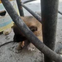 واگذاری توله سگ سرابی|سگ|یزد, |دیوار