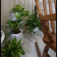 صندلی راک بهمراه گلدانهای طبیعی|صندلی و نیمکت|مشهد, جانباز|دیوار