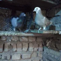 کبوتر|پرنده|آبیک, |دیوار