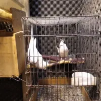 طوطی البینو چشم شرابی جفت مولد|پرنده|رشت, پل تالشان|دیوار