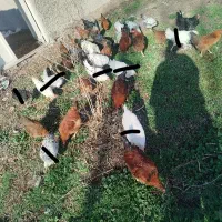 مرغ تخم گذار و خروس