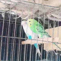 یه جفت مرغ عشق مولد با جوجه
