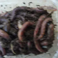 کرم خاکی پرورشی مخصوص خوراک ماهی و ماهیگیری