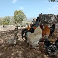 تخم مرغ محلی