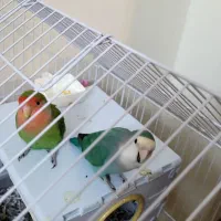 طوطی کوتوله برزیلی