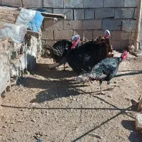 بوقلمون. نر|حیوانات مزرعه|باسمنج, |دیوار